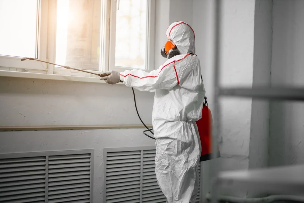 Professional mold remediation services in Wesley Chapel, FL